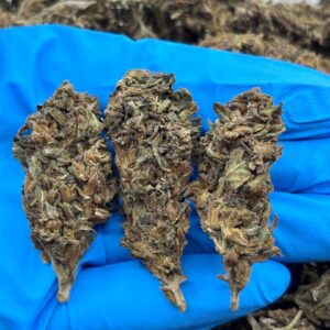 horchata helado strain