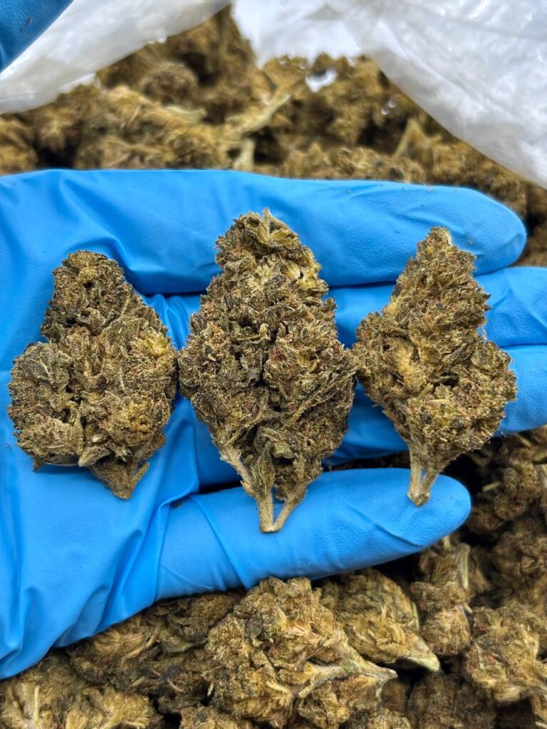 Home Icy Melon strain