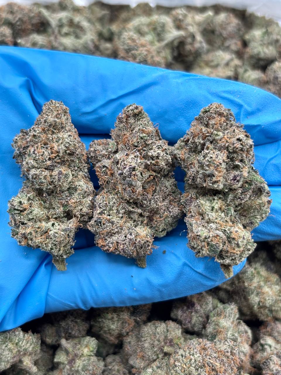 JUNEBERRY - LK324JB Juneberry strain