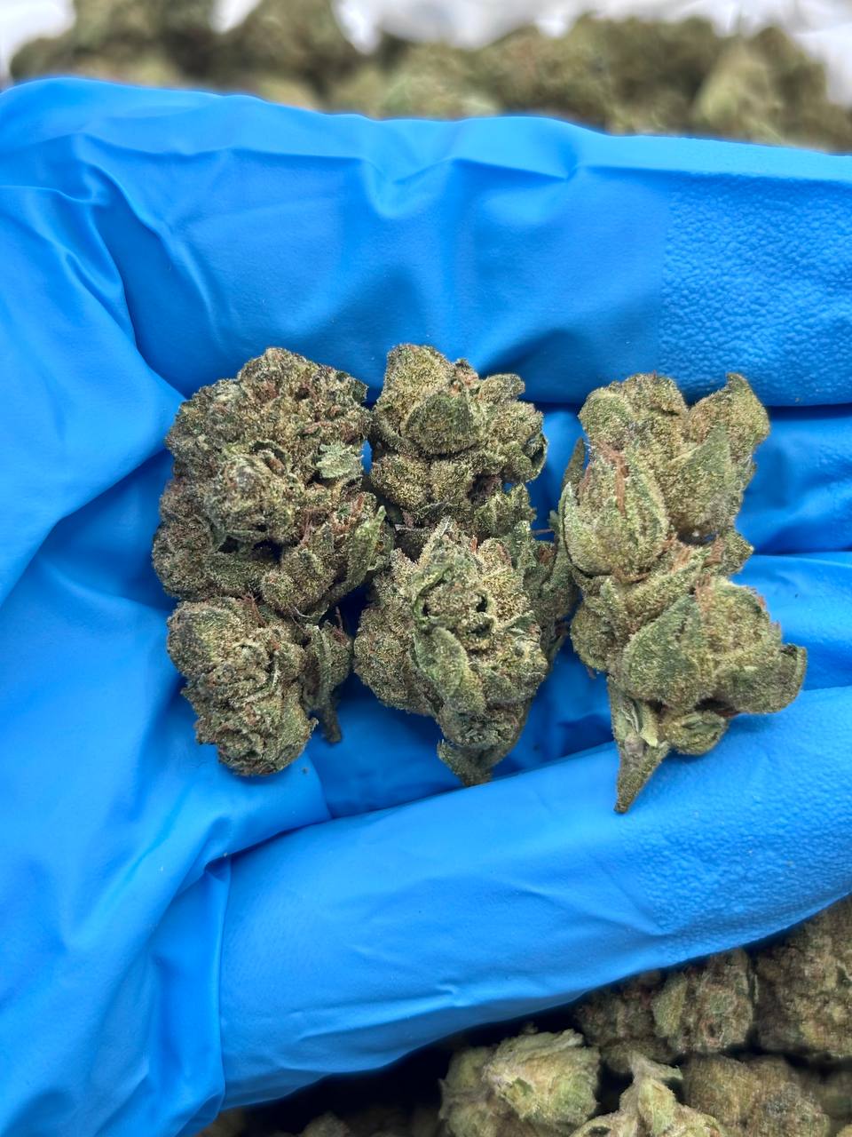 Pinnacle Smalls strain