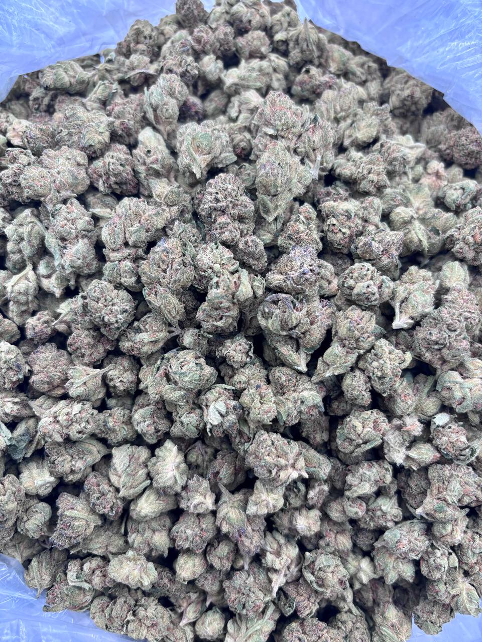 PINNACLE SMALLS - PY313PC - Image 2