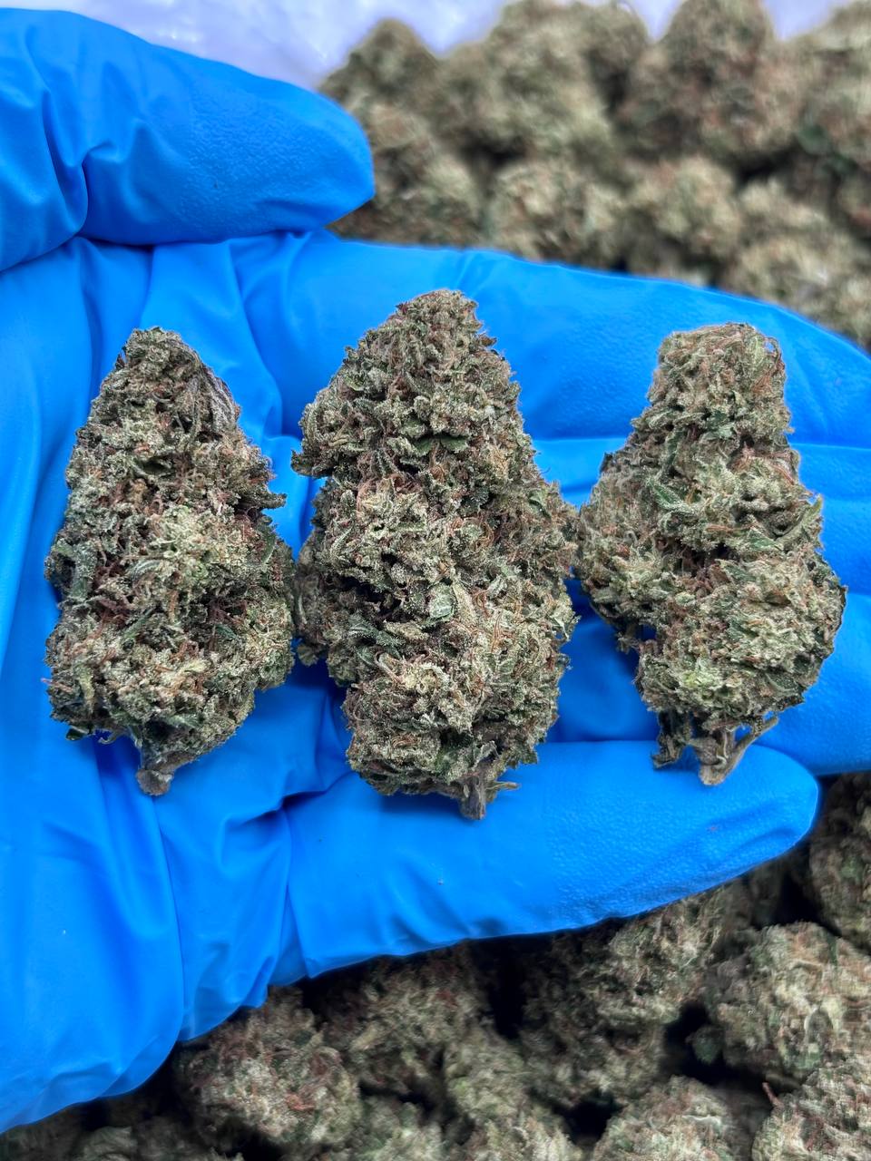 Rocket Fuel weed strain