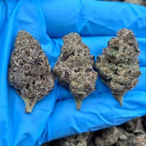 White Peach Colada strain